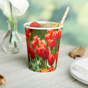 Large field of red tulips    paper cups