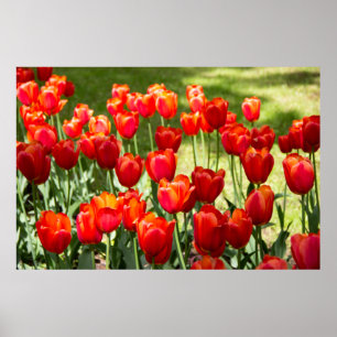 Large field of red tulips poster