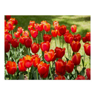 Large field of red tulips poster