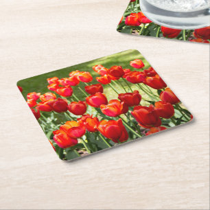 Large field of red tulips  square paper coaster