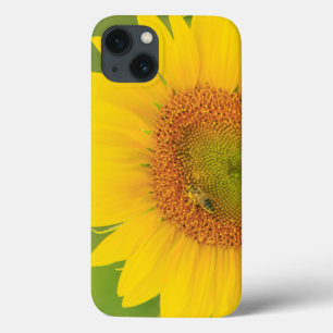 Large field of sunflowers near Moses Lake, WA 1 iPhone 13 Case