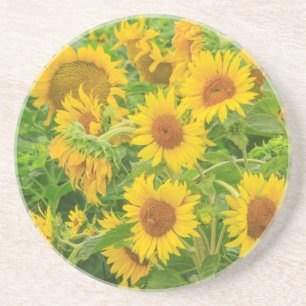 Large field of sunflowers near Moses Lake, WA 2 Coaster