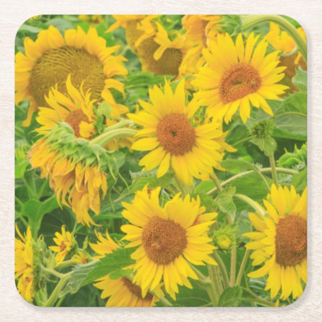 Large field of sunflowers near Moses Lake, WA 2 Square Paper Coaster (Front)