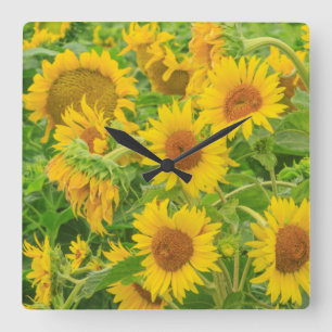 Large field of sunflowers near Moses Lake, WA 2 Square Wall Clock