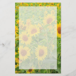 Large field of sunflowers near Moses Lake, WA 2 Stationery