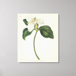 Large Flowered Trillium Canvas Print