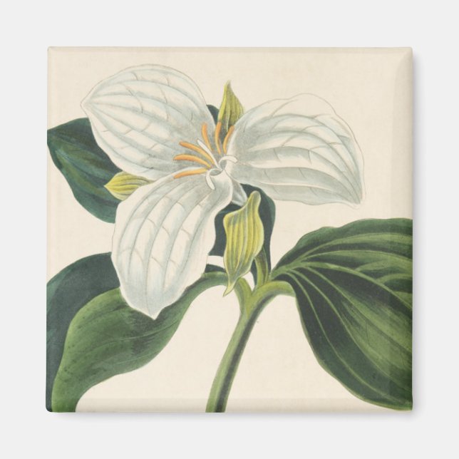 Large Flowered Trillium Magnet (Front)
