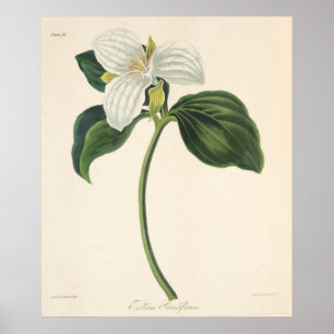Large Flowered Trillium Poster