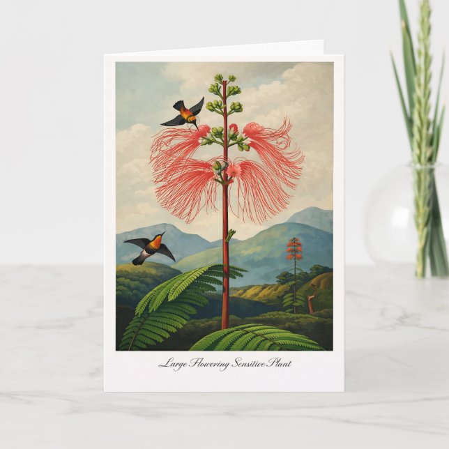 Large Flowering Sensitive Plant — Modern Botanical Card (Front)