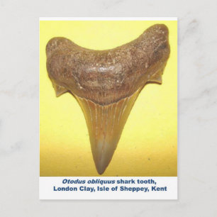 Large fossil shark tooth postcard