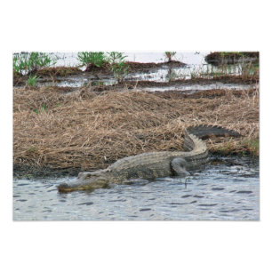 large Gator Photo Enlargement Print