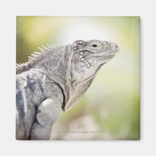 Large green Iguana basking in the sun in the Magnet