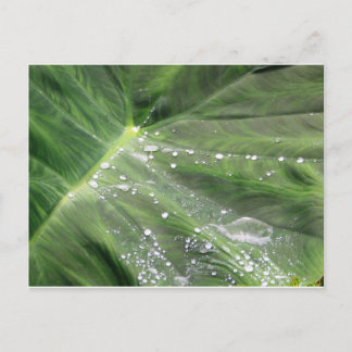Large green leave with water postcard