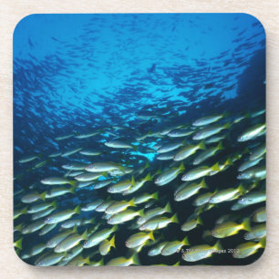 Large group of Bigeye Snapper fish swimming Coaster