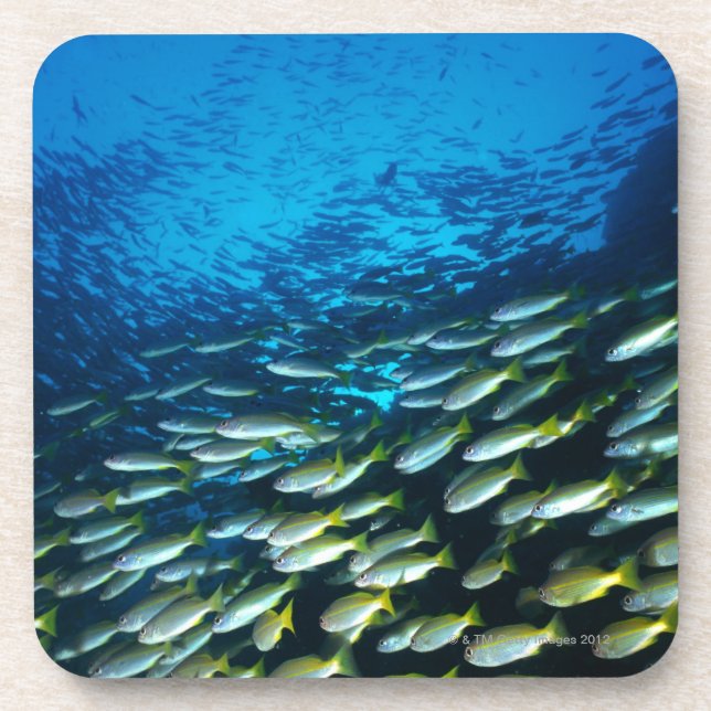 Large group of Bigeye Snapper fish swimming Coaster (Front)