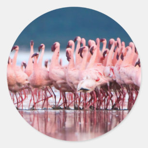 Large Group Of Lesser Flamingos Classic Round Sticker