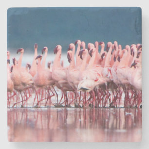 Large Group Of Lesser Flamingos Stone Coaster
