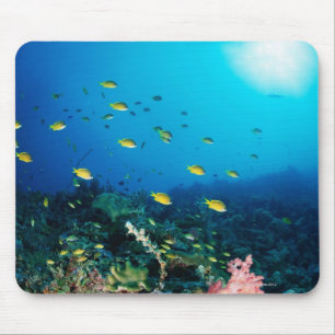 Large group of Ocellated Orange fish swimming Mouse Mat