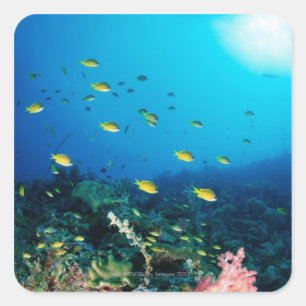 Large group of Ocellated Orange fish swimming Square Sticker