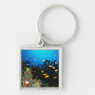 Large group of Sea Goldie fish swimming Key Ring