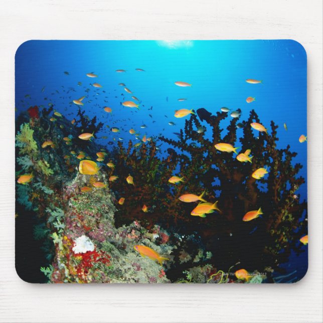 Large group of Sea Goldie fish swimming Mouse Mat (Front)
