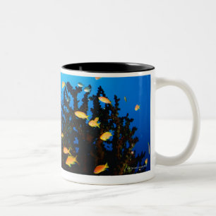 Large group of Sea Goldie fish swimming Two-Tone Coffee Mug