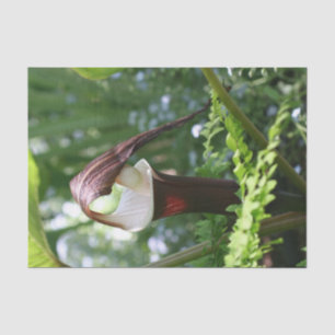 Large Jack In The Pulpit Flower Close Up Decoupage Tissue Paper