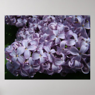 Large Lilac Blooms Poster