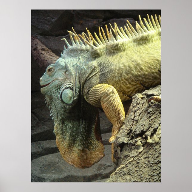 Large male Iguana sp. Poster (Front)