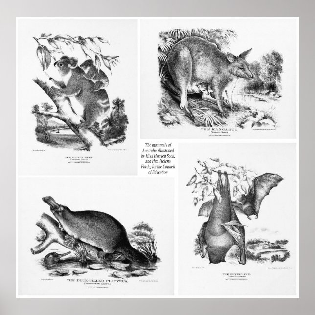 Large Mammals Of Australia Print (Front)