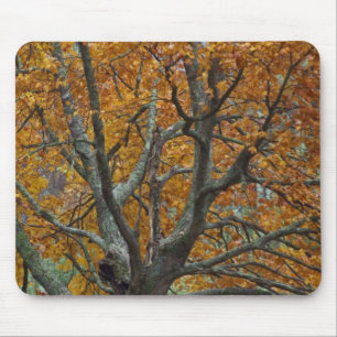 Large maple tree in autumn, Bass Lake, near Mouse Mat