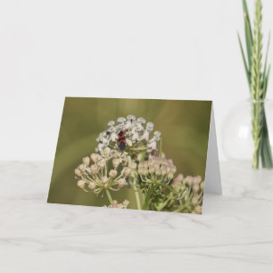 Large Milkweed Bug Card