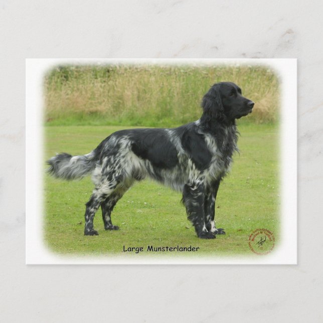 Large Munsterlander Postcard (Front)