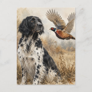 Large Münsterländer with Pheasant Postcard