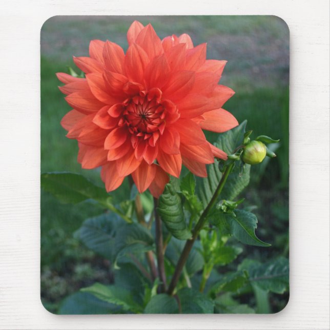 Large Orange Dahlia Flower bud Mouse Mat (Front)