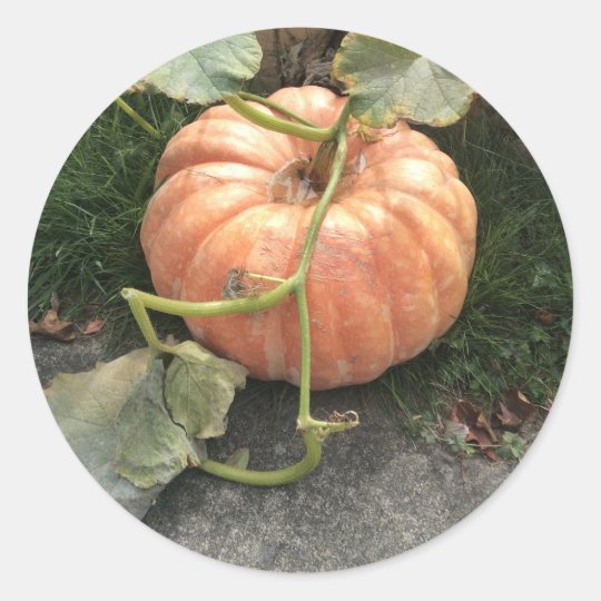 Large orange pumpkin on a vine classic round sticker