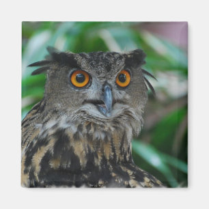 Large Owl Magnet