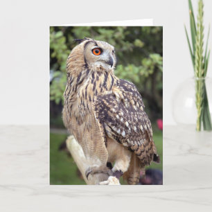 Large Owl on Fence Greeting Cards