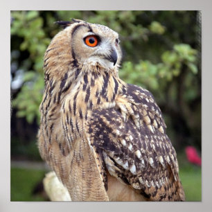 Large Owl on Fence Poster