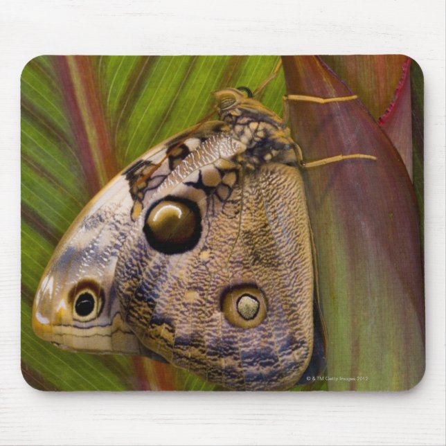Large owlet Butterfly (Opsiphanes tamarindi) Mouse Mat (Front)