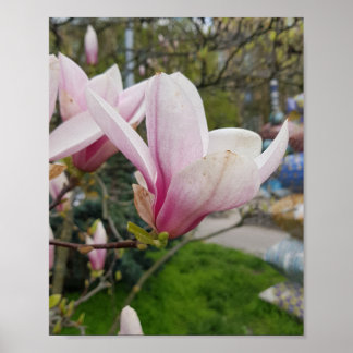 Large pink magnolia flowers. Spring bloom Poster