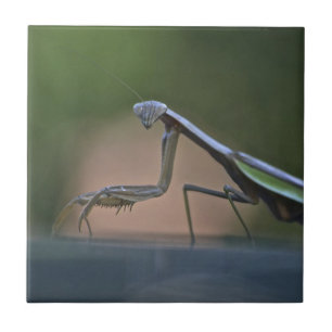 Large Praying Mantis Trivet