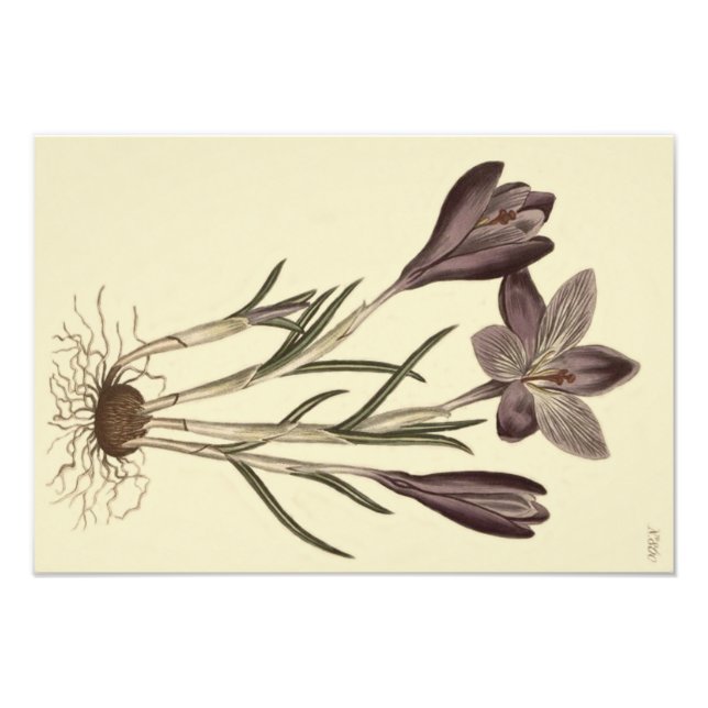 Large Purple Spring Crocus Botanical Illustration Photo Print (Front)