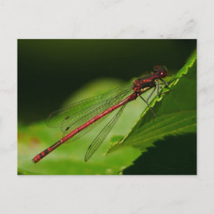 Large Red Damselfly Postcard