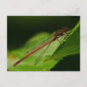 Large Red Damselfly Postcard