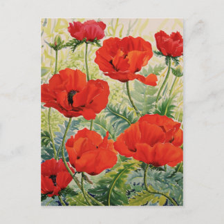 Large Red Poppies Postcard