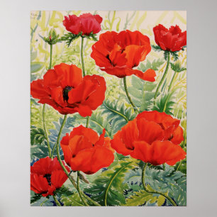 Large Red Poppies Poster