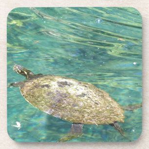 large river turtle swimming coaster