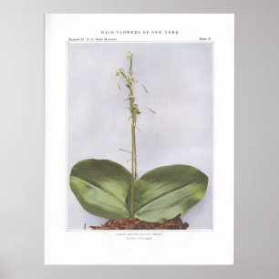 Large Round-Leaved Orchis - Lysias orbiculata Poster
