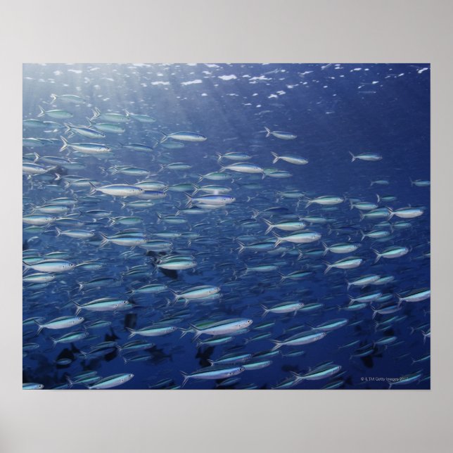 Large school of bluestreak fusiliers poster (Front)